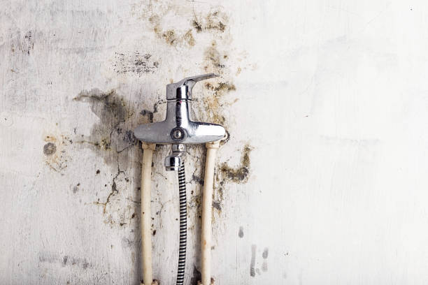 Best Post-Remediation Services in North St Paul, MN