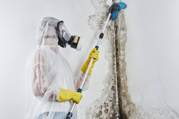 Trusted North St Paul, MN Mold Remediation Experts