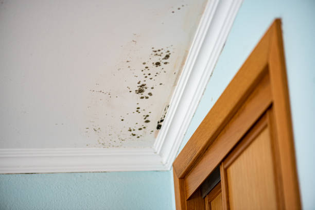 Trusted North St Paul, MN Mold Remediation Experts