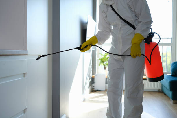 Best Black Mold Remediation in North St Paul, MN