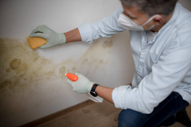 Best Residential Mold Remediation in North St Paul, MN