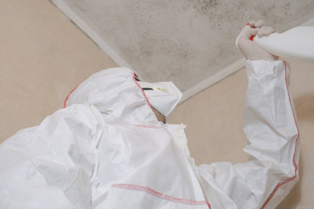 Best Commercial Mold Remediation in North St Paul, MN