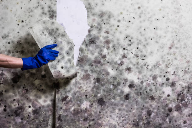 Best Crawl Space Mold Remediation in North St Paul, MN